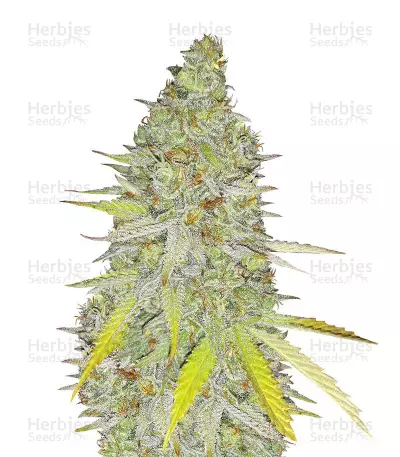 Chocolate Mint OG Auto Samen feminisiert (Humboldt Seeds Organization)