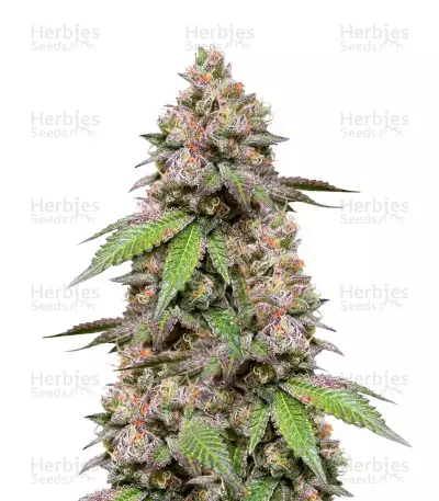 Fem Mix Pack #1 feminisiertes Saatgut von Herbies Seeds