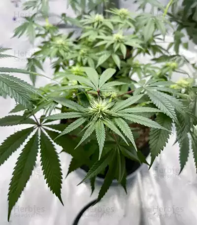 Florida Sunrise Autoflower feminisierte Samen (Seedkeepers)