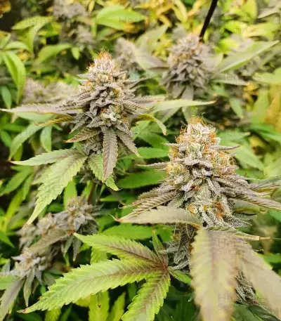 Killer Queen feminisierte Samen (Brothers Grimm Seeds)