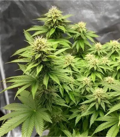 Royal Gorilla (RQS) Cannabis-Samen