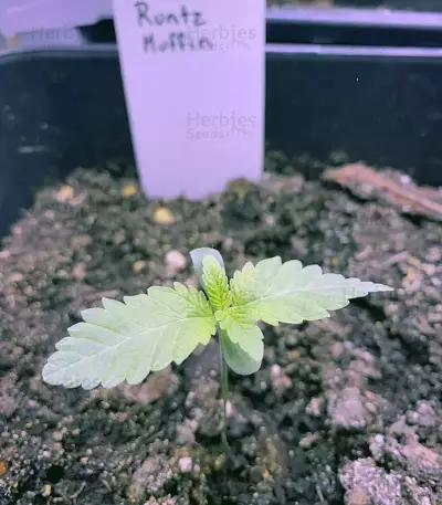 Runtz Muffin feminisierte Samen (Barney's Farm)