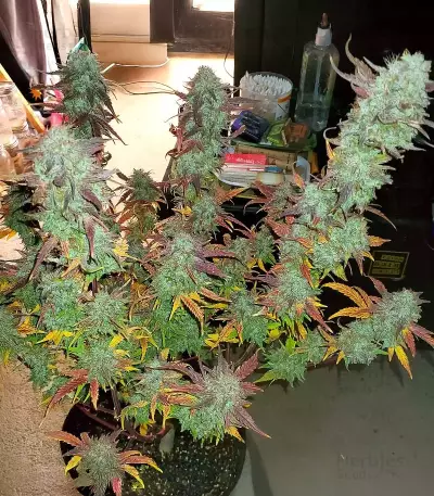Samsquanch OG Auto (Mephisto Genetics) Cannabis-Samen