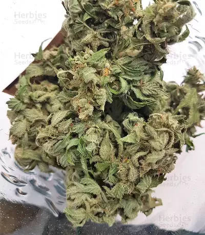 White Widow (Seedstockers) Cannabis-Samen