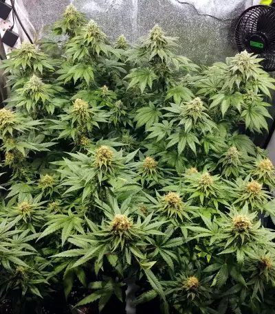Z (Original Sensible Seeds) Cannabis-Samen