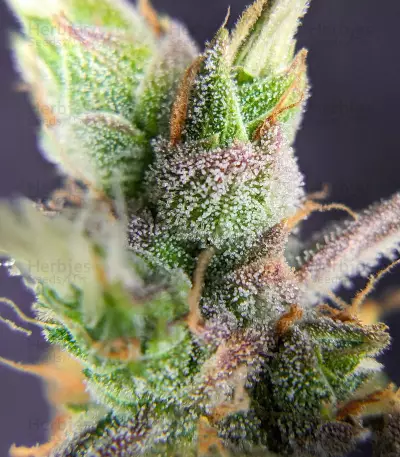 Trainwreck Fast Version feminisierte Samen (Seedkeepers)