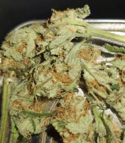 Unknown Kush Early Version (Delicious Seeds) Cannabis-Samen