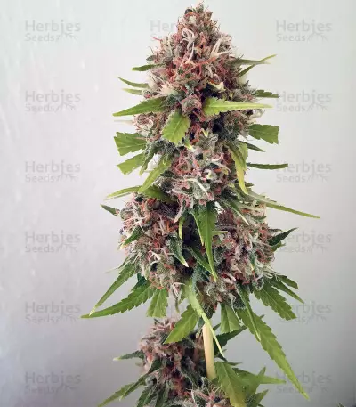 Critical Orange Punch (Dutch Passion)