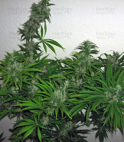 Mango Haze Regular (Mr. Nice Seedbank) Cannabis-Samen