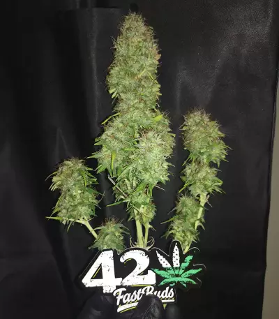 Original Auto Critical (Fast Buds) Cannabis-Samen