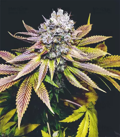 Blueberry marijuana strain