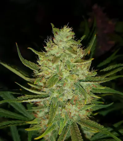 Auto Gelato strain