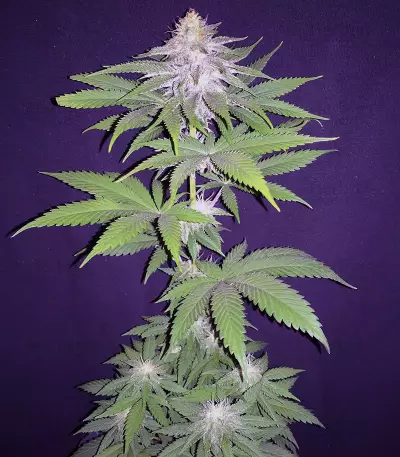 Auto Ghost OG (Original Sensible Seeds) Cannabis-Samen