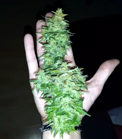 Auto Super Skunk (Auto Skunk) (Original Sensible Seeds) Cannabis-Samen