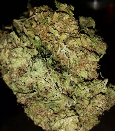 Cheese (Big Buddha Seeds) Cannabis-Samen