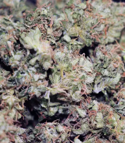 Big Stilton Auto (Big Head Seeds) Cannabis-Samen