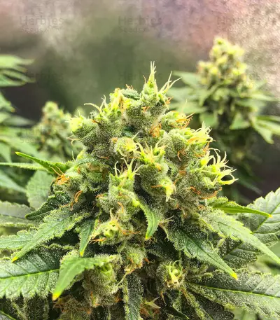 Black Jack (Sweet Seeds) Cannabis-Samen