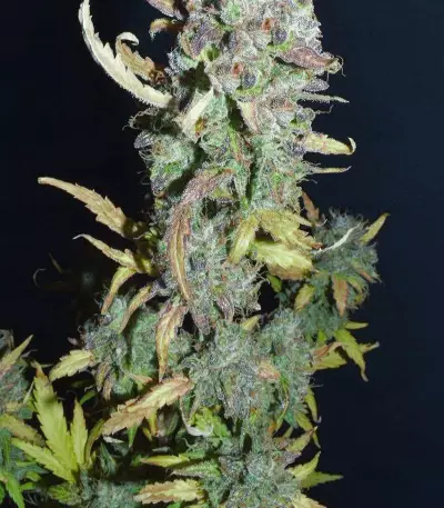 Blood Orange Sorbet cannabis strain