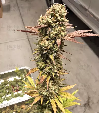 Blueberry Gum strain