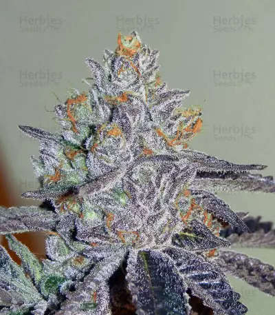 Brain Cake (Ripper Seeds) Cannabis-Samen