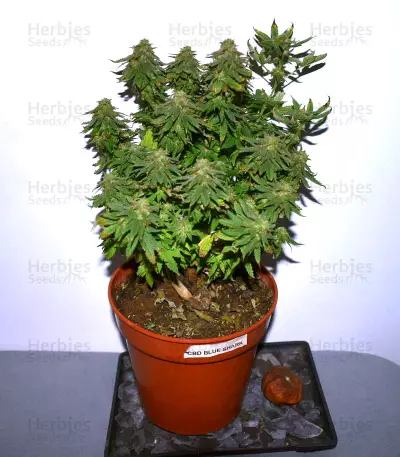 CBD Blue Shark (Barney's Farm) Cannabis-Samen