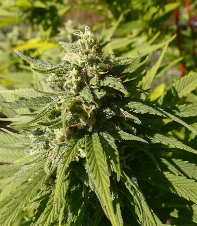 CBD Caramel regular (Barney's Farm) Cannabis-Samen