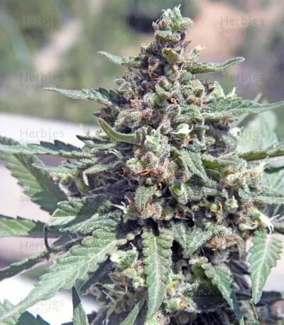 CBD Lemon Potion Auto (Barney's Farm) Cannabis-Samen