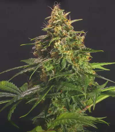Chem-Bomb Auto (Humboldt Seeds Organization)