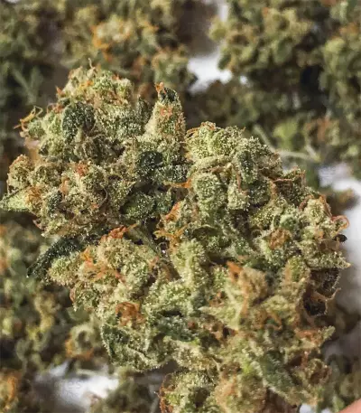 Cinderella 99 Regular (Brothers Grimm Seeds) Cannabis-Samen