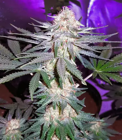 Critical Mass Regular (Mr. Nice Seedbank) Cannabis-Samen