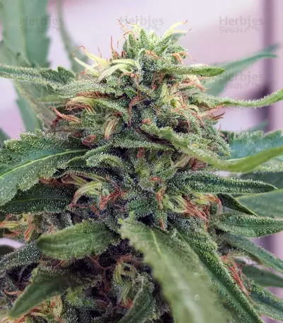 Gorilla (GG#4 Original Glue) (Expert Seeds) Cannabis-Samen