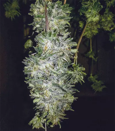 Killer Purps (Bomb Seeds) Cannabis-Samen