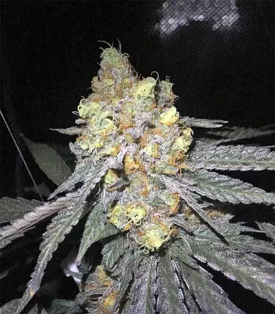 King's Banner regular (Dark Horse Genetics) Cannabis-Samen
