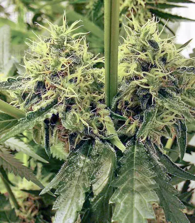 Moonshine’s Ghost Train Haze (Rare Dankness Seeds) Cannabis-Samen