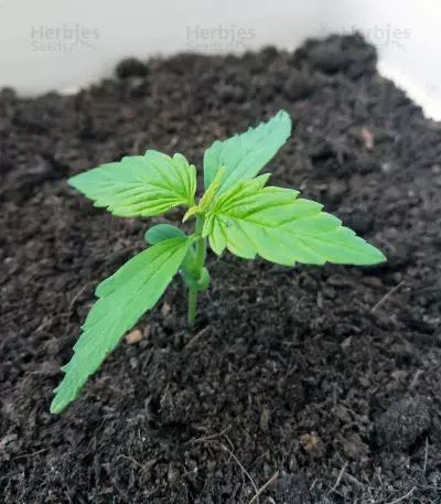 Morpheus CBD (Buddha Seeds) Cannabis-Samen