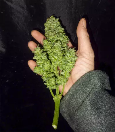 Original Auto Skunk (Fast Buds) Cannabis-Samen