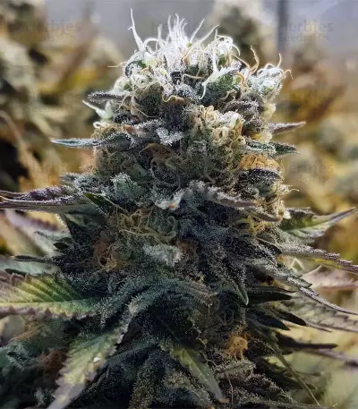 Original Glue (Nirvana Seeds) Cannabis-Samen