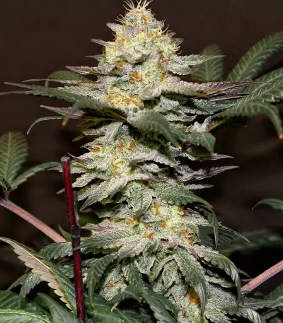 Outdoor Hurricane (Kera Seeds) Cannabis-Samen