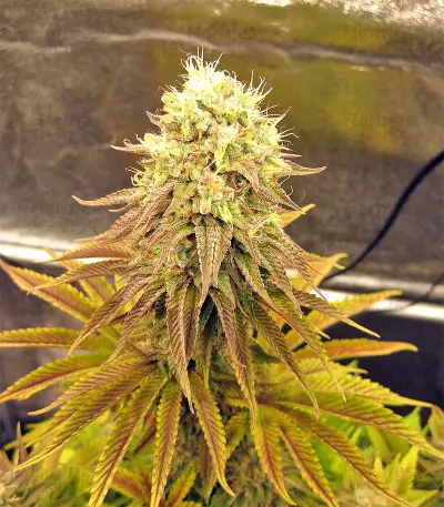 Peyote Purple Regular (CannaBioGen) Cannabis-Samen