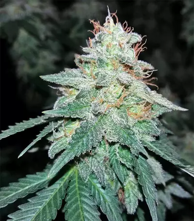 Pineapple (Seedstockers) Cannabis-Samen