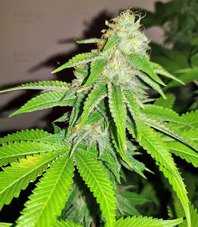 Sherbet (Seedstockers) Cannabis-Samen