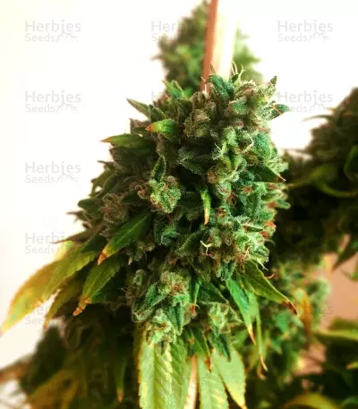 Sour Diesel Regular (Reserva Privada) Cannabis-Samen