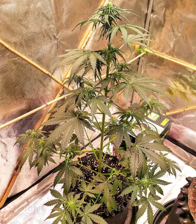 Sticky Fingers Autoflower (Seedstockers) Cannabis-Samen