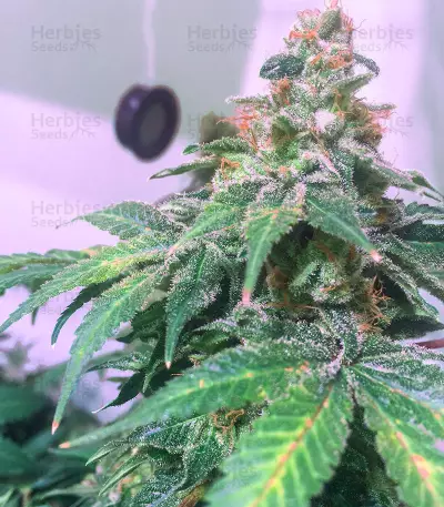 Sticky Fingers (Seedstockers) Cannabis-Samen