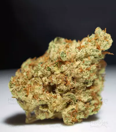Stracciatella (T.H. Seeds) Cannabis-Samen