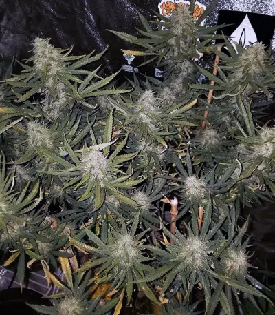 JillyBean regular (TGA Subcool Seeds / SubCool’s The Dank) Cannabis-Samen