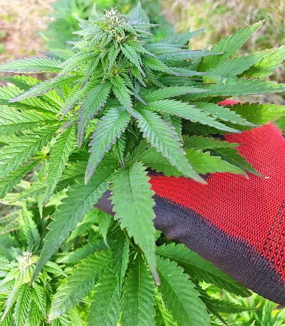 Super Skunk Autoflower (Seedstockers) Cannabis-Samen