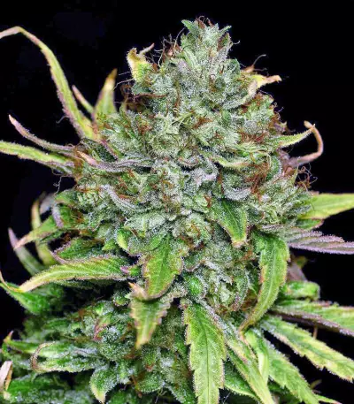 Sweet Pure Auto CBD (Sweet Seeds) Cannabis-Samen