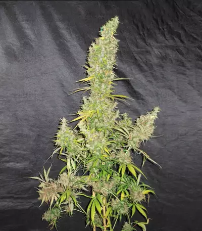 Zamaldelica (Ace Seeds) Cannabis-Samen