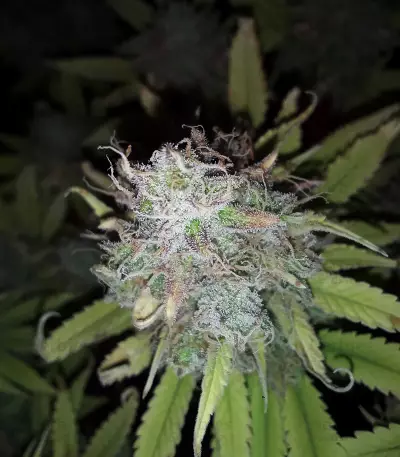 Z Glue (Expert Seeds) Cannabis-Samen